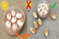 (ویدئو) چگونه یک دستگاه جوجه کشی ساده با بطری پلاستیکی بسازیم؟