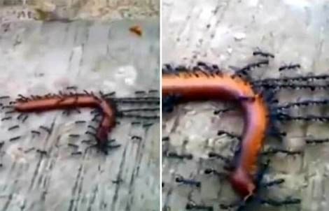 (ویدیو) حرکت باورنکردنی مورچه ها برای حمل هزارپا 