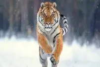 (عکس) شکارچی ترسناکی که پشت سرش چشم دارد