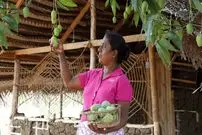 ببینید| غذای روستایی در سریلانکا؛ برداشت انبه و تهیه خوراک و سالاد با آن در روستا