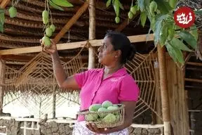 ببینید| غذای روستایی در سریلانکا؛ برداشت انبه و تهیه خوراک و سالاد با آن در روستا