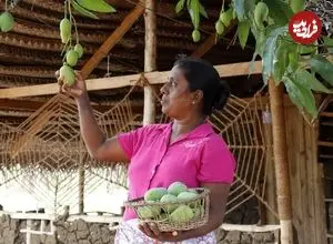 ببینید| غذای روستایی در سریلانکا؛ برداشت انبه و تهیه خوراک و سالاد با آن در روستا