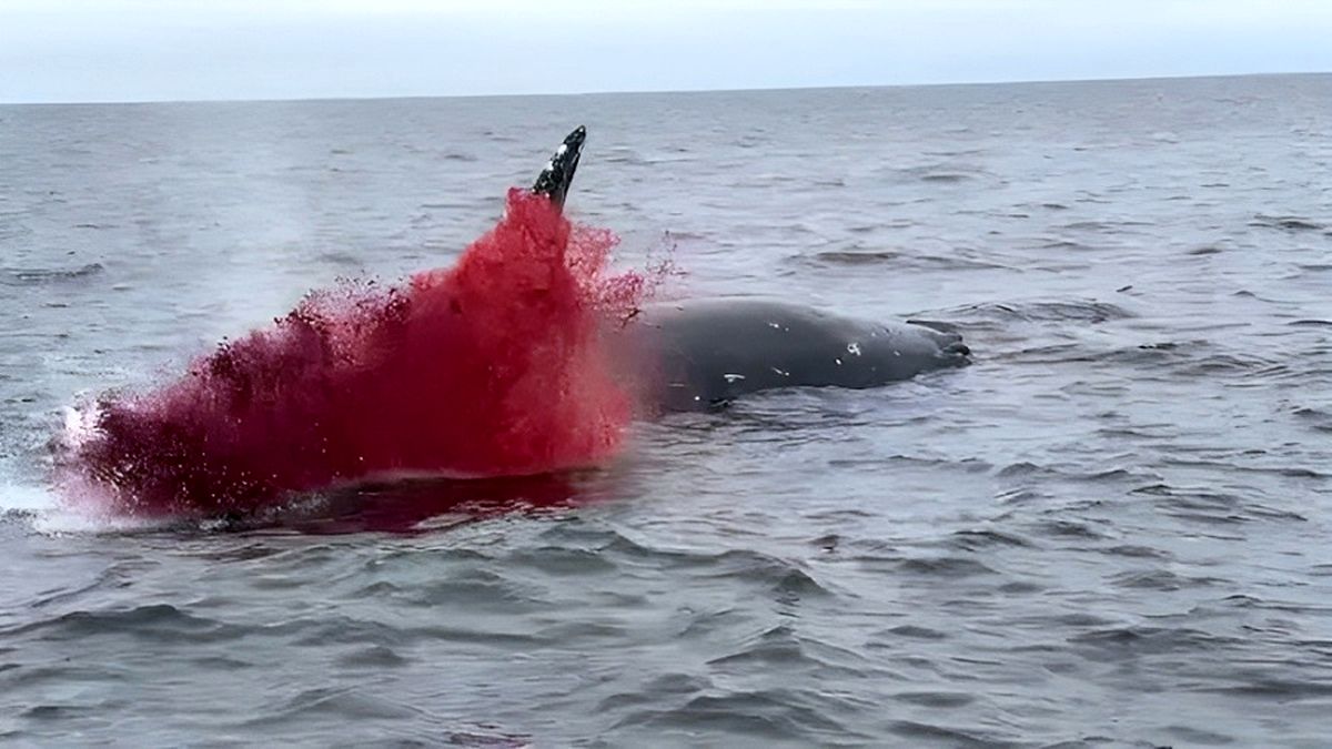 (ویدیو) لحظه انفجار وحشتناک نهنگ وسط اقیانوس 