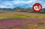 ال‌نینو خشک‌ترین بیابان دنیا را غرق در گل کرد