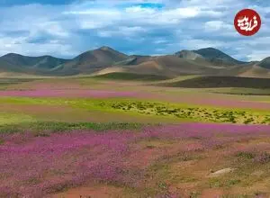 ال‌نینو خشک‌ترین بیابان دنیا را غرق در گل کرد