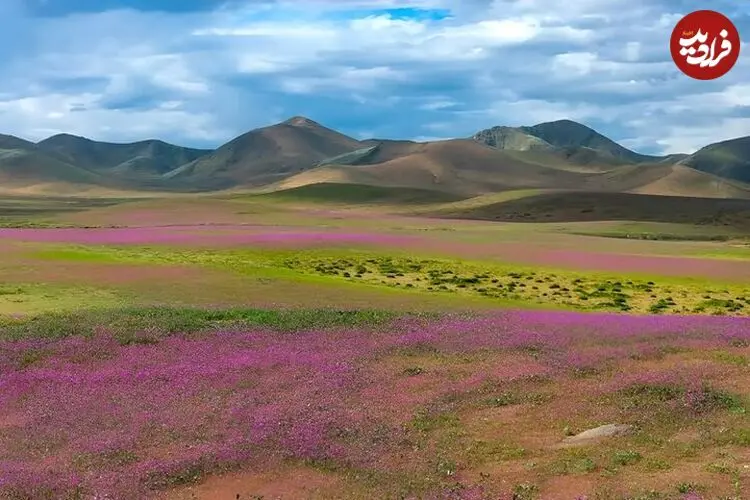 ال‌نینو خشک‌ترین بیابان دنیا را غرق در گل کرد