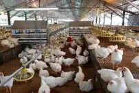 ماجرای مرغ تریاکی چیست؟ واکنش مرغداران گوشتی به یک ادعا