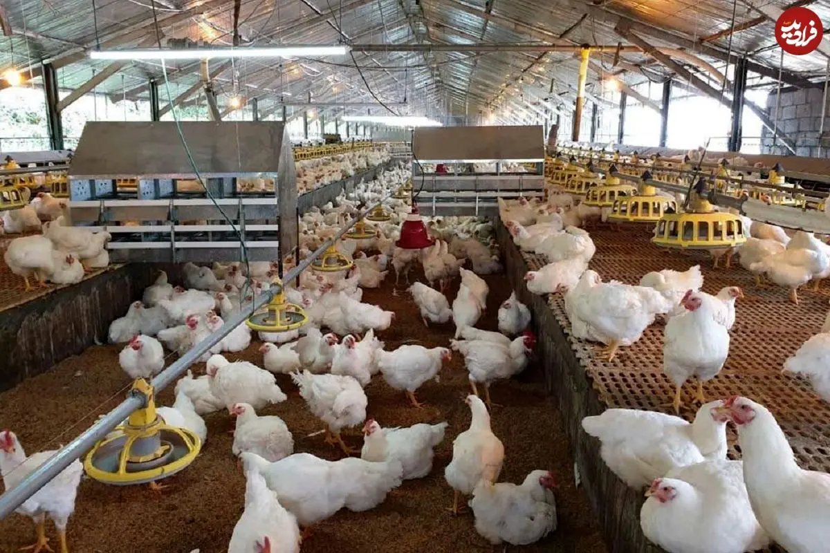 ماجرای مرغ تریاکی چیست؟ واکنش مرغداران گوشتی به یک ادعا