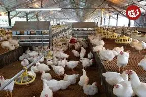 ماجرای مرغ تریاکی چیست؟ واکنش مرغداران گوشتی به یک ادعا