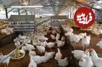 ماجرای مرغ تریاکی چیست؟ واکنش مرغداران گوشتی به یک ادعا