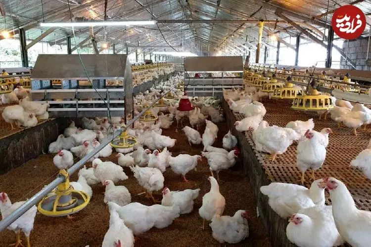 ماجرای مرغ تریاکی چیست؟ واکنش مرغداران گوشتی به یک ادعا