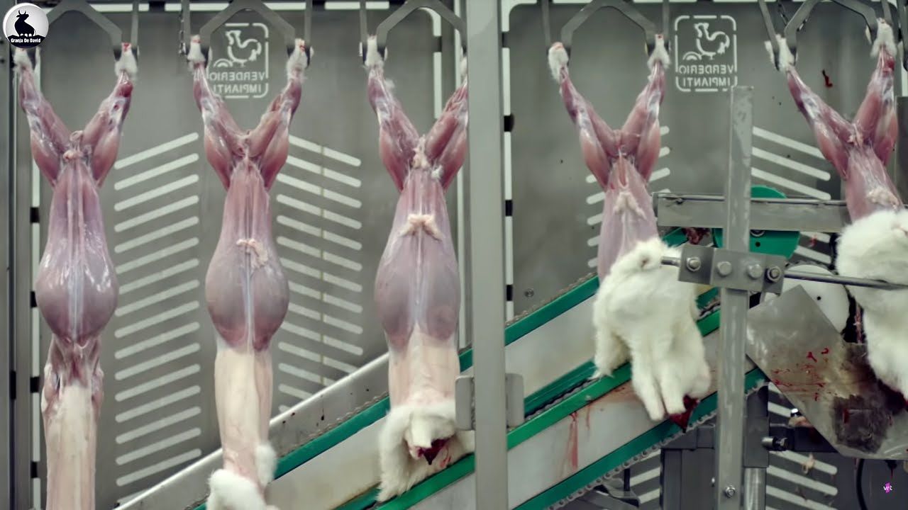 (ویدئو) اسپانیایی ها چگونه گوشت هزاران خرگوش را فرآوری و بسته بندی می کنند؟