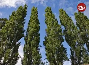 درخت‌ها عضله دارند!