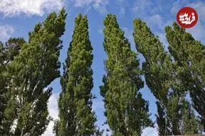 درخت‌ها عضله دارند!
