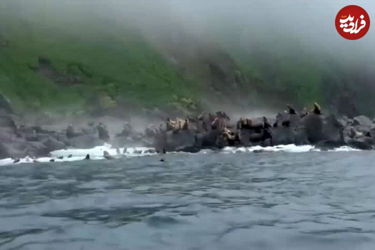 ببینید؛ فیلمی خیره‌کننده از فرار شیرهای دریایی از امواج سونامی