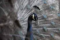 تصاویر| طاووس شانه سیاه؛ گران‌ترین و لوکس‌ترین طاووس جهان با شانه‌های سیاه براق و دم چشم‌نواز که می‌توان جوجه آن را ۲۰۰ میلیون تومان خرید