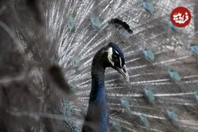 تصاویر| طاووس شانه سیاه؛ گران‌ترین و لوکس‌ترین طاووس جهان با شانه‌های سیاه براق و دم چشم‌نواز که می‌توان جوجه آن را ۲۰۰ میلیون تومان خرید