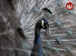 تصاویر| طاووس شانه سیاه؛ گران‌ترین و لوکس‌ترین طاووس جهان با شانه‌های سیاه براق و دم چشم‌نواز که می‌توان جوجه آن را ۲۰۰ میلیون تومان خرید