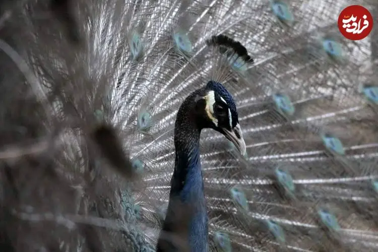 تصاویر| طاووس شانه سیاه؛ گران‌ترین و لوکس‌ترین طاووس جهان با شانه‌های سیاه براق و دم چشم‌نواز که می‌توان جوجه آن را ۲۰۰ میلیون تومان خرید