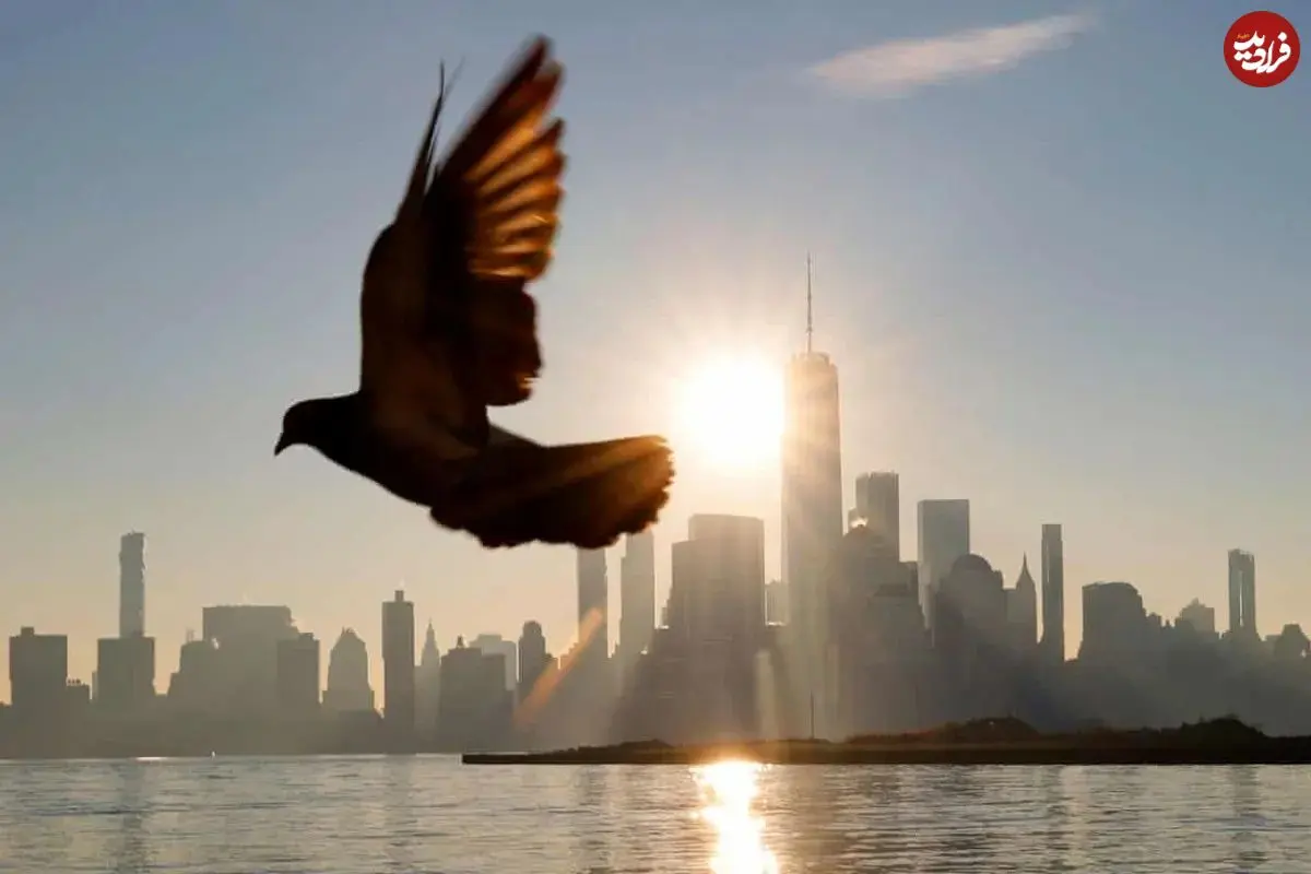 کدام عضو مرموز پرندگان نقش قطب‌نما را دارد؟ بالاخره بعد از ۱۴۳ سال پاسخ را می‌دانیم