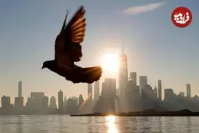 کدام عضو مرموز پرندگان نقش قطب‌نما را دارد؟ بالاخره بعد از ۱۴۳ سال پاسخ را می‌دانیم