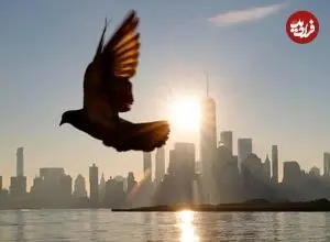 کدام عضو مرموز پرندگان نقش قطب‌نما را دارد؟ بالاخره بعد از ۱۴۳ سال پاسخ را می‌دانیم