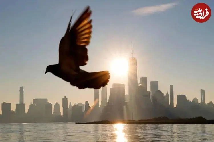 کدام عضو مرموز پرندگان نقش قطب‌نما را دارد؟ بالاخره بعد از ۱۴۳ سال پاسخ را می‌دانیم