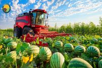 ببینید؛ نگاهی به مراحل کاشت، برداشت و فرآوری هندوانه در مزارع چین 