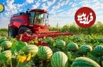ببینید؛ نگاهی به مراحل کاشت، برداشت و فرآوری هندوانه در مزارع چین 
