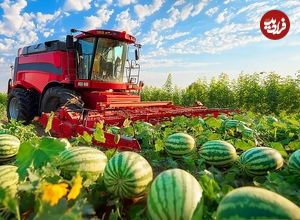 ببینید؛ نگاهی به مراحل کاشت، برداشت و فرآوری هندوانه در مزارع چین 