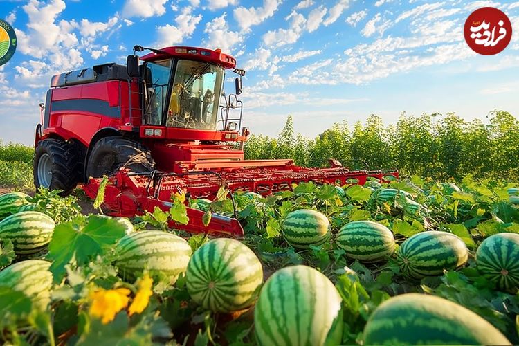 ببینید؛ نگاهی به مراحل کاشت، برداشت و فرآوری هندوانه در مزارع چین 