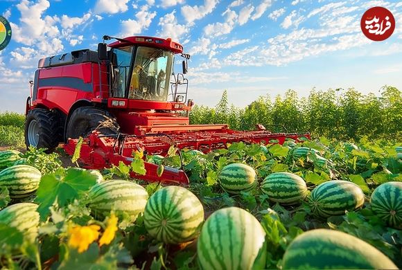 ببینید؛ نگاهی به مراحل کاشت، برداشت و فرآوری هندوانه در مزارع چین 