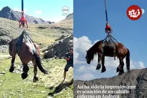 ببینید| نجات هوایی یک اسب زخمی با بالگرد