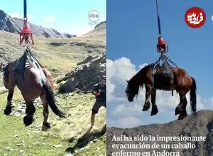 ببینید| نجات هوایی یک اسب زخمی با بالگرد