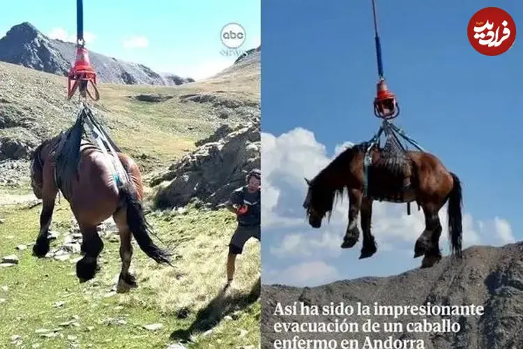 ببینید| نجات هوایی یک اسب زخمی با بالگرد