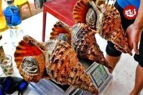 ببینید| غذای خیابانی در ویتنام؛ پخت غذاهای متنوع با صدف حلزونی غول پیکر در هانوی