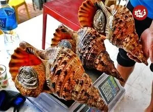 ببینید| غذای خیابانی در ویتنام؛ پخت غذاهای متنوع با صدف حلزونی غول پیکر در هانوی