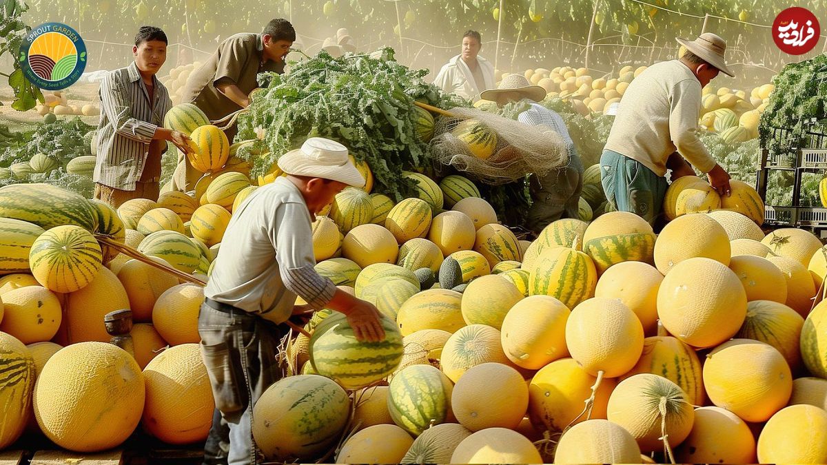ببینید؛ مراحل کاشت، برداشت، فرآوری و بسته بندی طالبی در مزارع وسیع آمریکای جنوبی