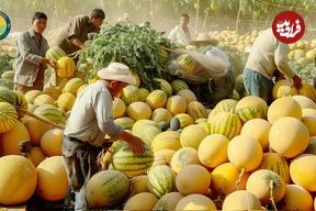 ببینید؛ مراحل کاشت، برداشت، فرآوری و بسته بندی طالبی در مزارع وسیع آمریکای جنوبی