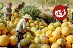 ببینید؛ مراحل کاشت، برداشت، فرآوری و بسته بندی طالبی در مزارع وسیع آمریکای جنوبی