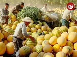 ببینید؛ مراحل کاشت، برداشت، فرآوری و بسته بندی طالبی در مزارع وسیع آمریکای جنوبی
