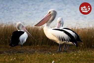 عجیب‌ترین «منقارها» در دنیای پرندگان