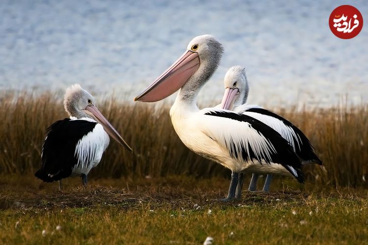 عجیب‌ترین «منقارها» در دنیای پرندگان