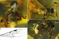 کشف «ملکۀ مورچه» 16 میلیون‌ساله در یک قطعۀ کهربا