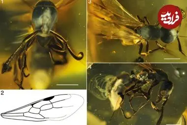 کشف «ملکۀ مورچه» 16 میلیون‌ساله در یک قطعۀ کهربا