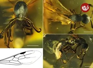 کشف «ملکۀ مورچه» 16 میلیون‌ساله در یک قطعۀ کهربا