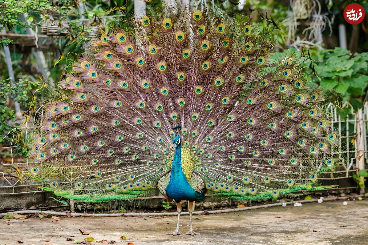 (ویدئو) با نژادهای زیبا و متنوع طاووس‌ها آشنا شوید