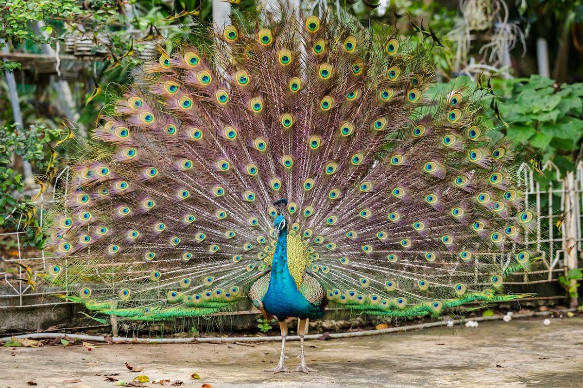 (ویدئو) با نژادهای زیبا و متنوع طاووس‌ها آشنا شوید