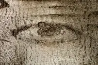 تصاویر؛ درختانی که بر روی آن‌های طرح‌هایی شبیه «چشم» دیده می‌شود