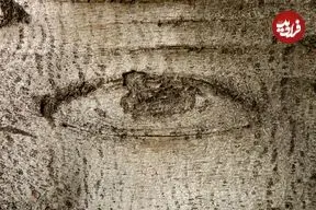 تصاویر؛ درختانی که بر روی آن‌های طرح‌هایی شبیه «چشم» دیده می‌شود